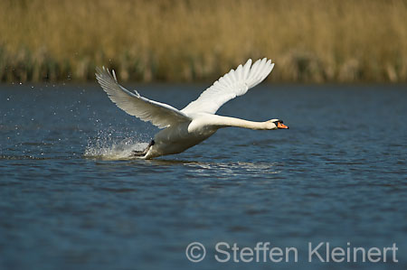 018 Höckerschwan im Flug (Cygnus olor)